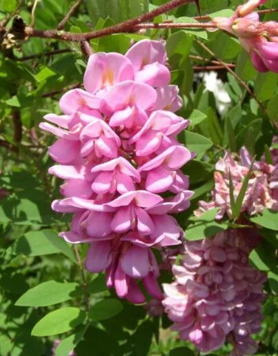 Робиния пинк каскад. Робиния лжеакация "каскад руж". Robinia pink cascade - робиния пинк каскад. Робиния клейкая акация розовая. Робиния клейкая саженец.