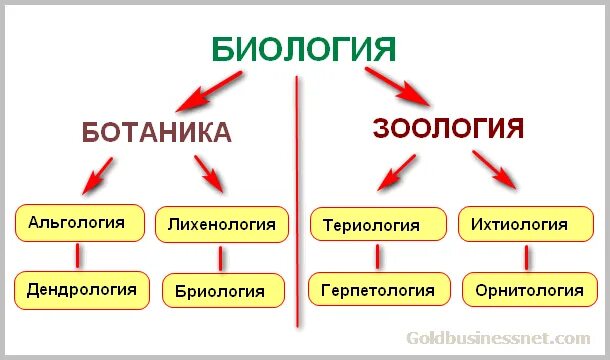 Дифференциация наук. Примеры дифференциации наук. Дифференциация примеры биология. Дифференциация наук это в биологии.