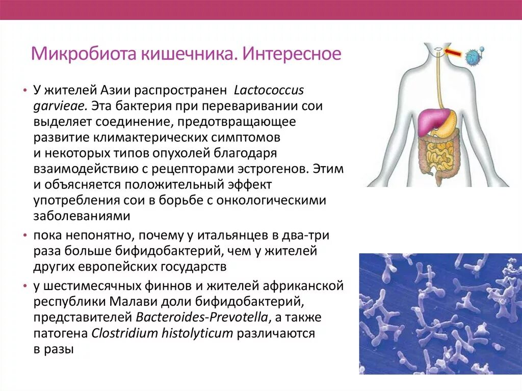 Какие функции выполняют бактерии в организме человека. Микробиота кишечника. Микрофлора кишечника человека. Функции микробиома кишечника. Кишечная микробиота человека.