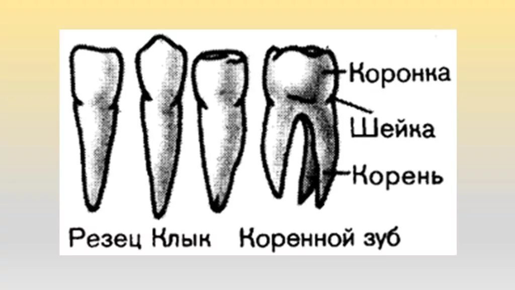 Большие резцы зубы. Резец клык моляр премоляр. Моляры премоляры резцы клыки у человека. Зубы клыки моляры. Зубы человека резцы клыки коренные.