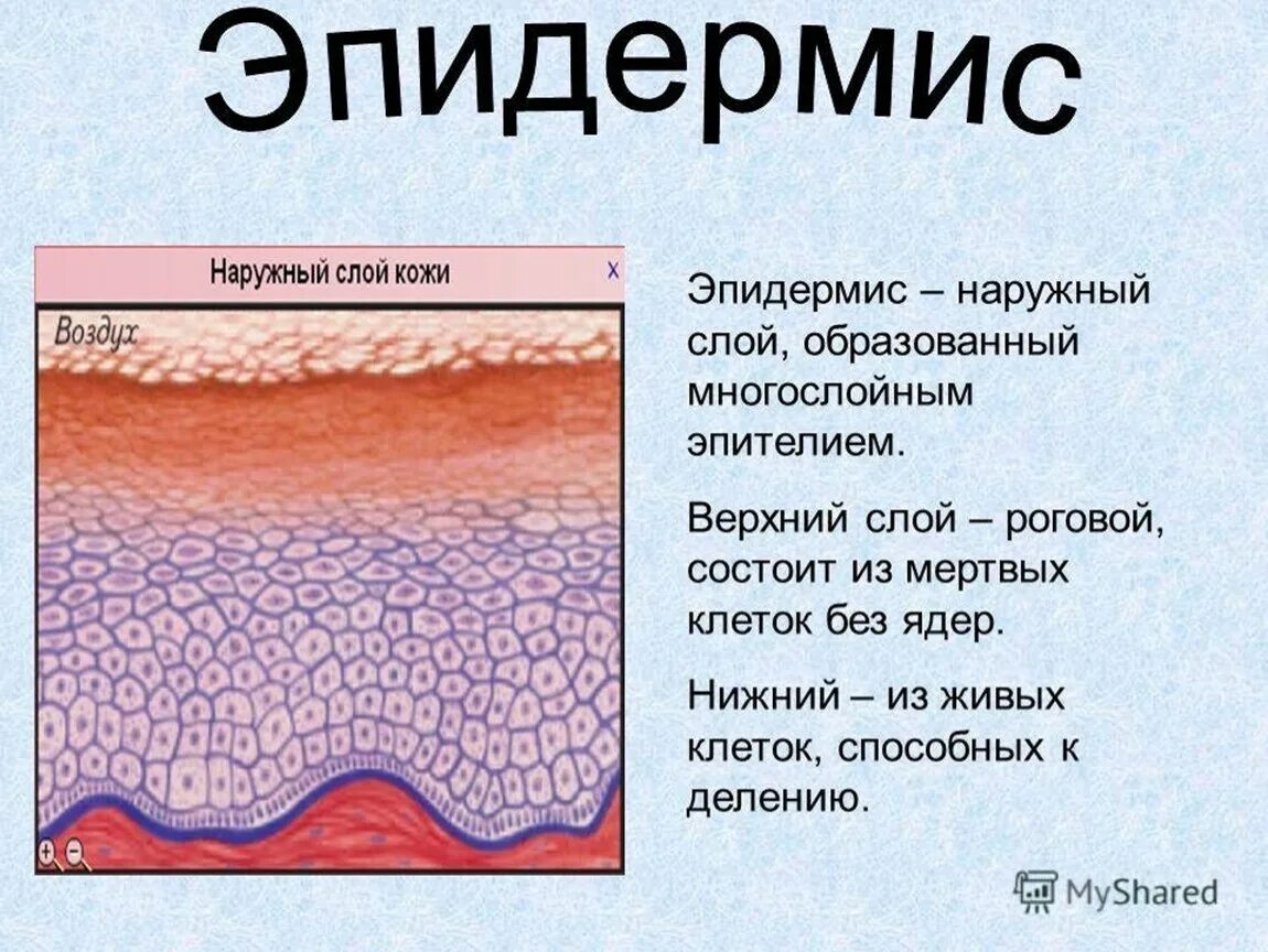 Какая структура кожи мощная у тюленей. Строение кожи слои эпидермиса. Наружный слой эпидермиса кожи функции. Эпидермис структура слоев кожи. 5 Слоев эпидермиса кожи.