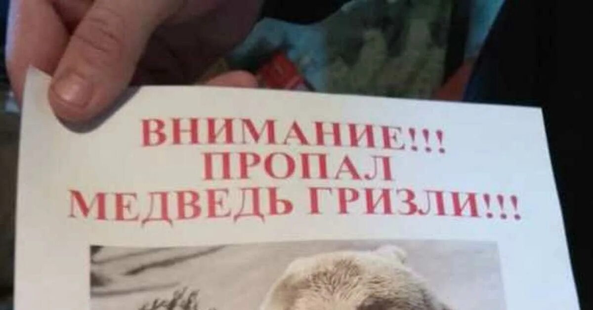 Заблудившийся медвежонок. Рисунок потерянный мишка. Мамин поцелуй книга. Потеряли мишку. Потерялся медведь.