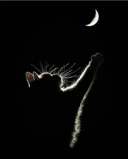 Котенок ночью бесится