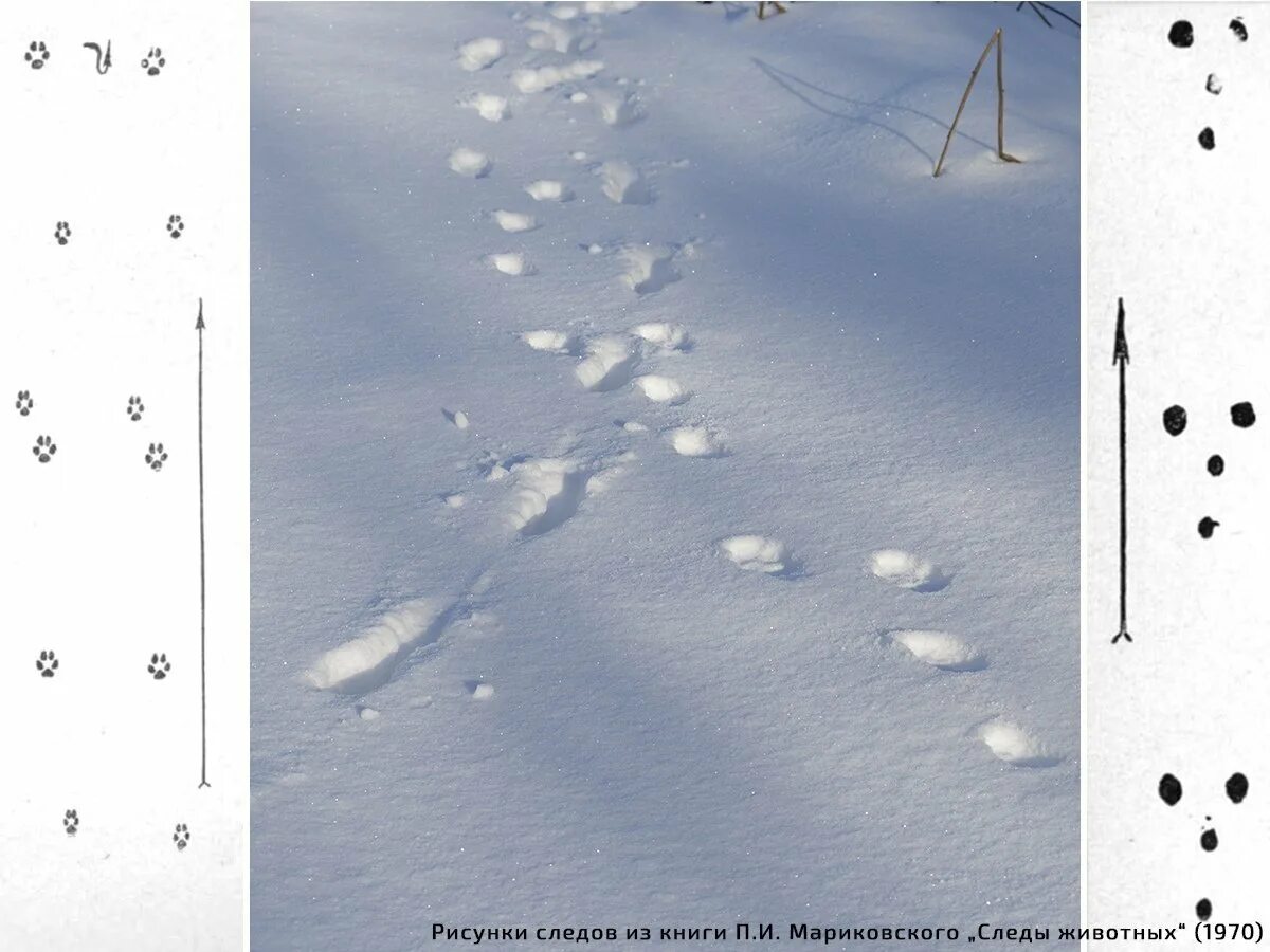 Следы лисицы на снегу. Лисьи следы на снегу. Лисьи следы на снегу. Лисьиьи следы на снегу. Следы лисы зимой.