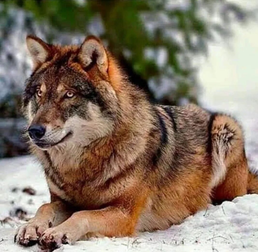 Волкособ Аляскинский. Волкособ Акелла. Волкособ рыжий. Кавказский волкособ. Beautiful wolves