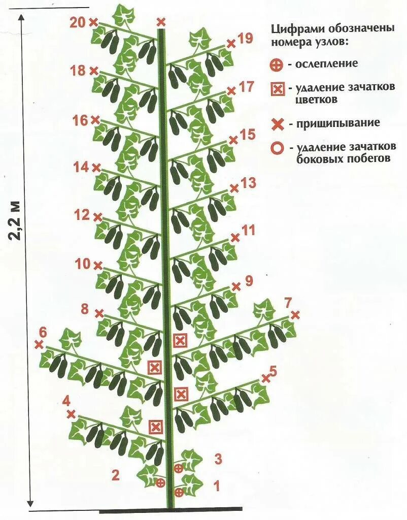 Как ухаживать за огурцами в теплице. Схема формировки огурцов в теплице. Схема формирования пчелоопыляемых сортов огурцов. Схема формирования огурцов в теплице схема. Формирование партенокарпических огурцов в теплице схема.