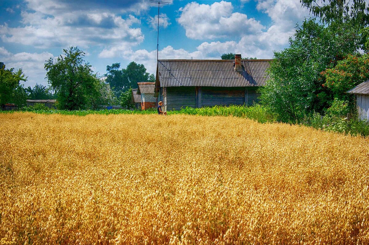 Пшеничное поле деревня бурцево. Деревенское поле. Хлебное поле. Ростовская область хлебные поля. Хлебные поля саратовавтодор.