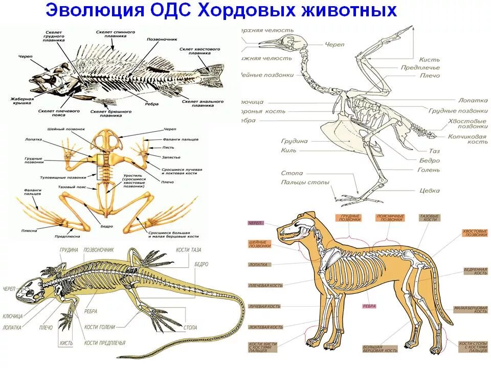 Какие особенности строения наземных животных. Опорно двигательная система хордовых. схема эволюция опорно двигательной системы животных. схему эволюции опорно-двигательной системы. опорно-двигательная система ходовых.