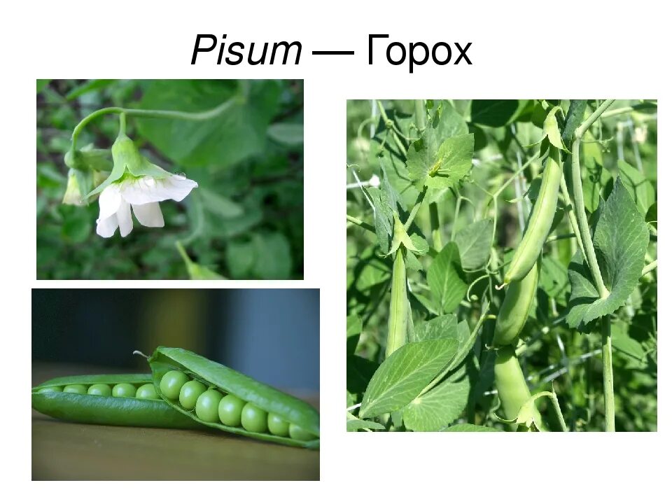 Горох семейство Мотыльковые. Представители гороха. Горох растение семейства бобовых. Мотыльковый горох.