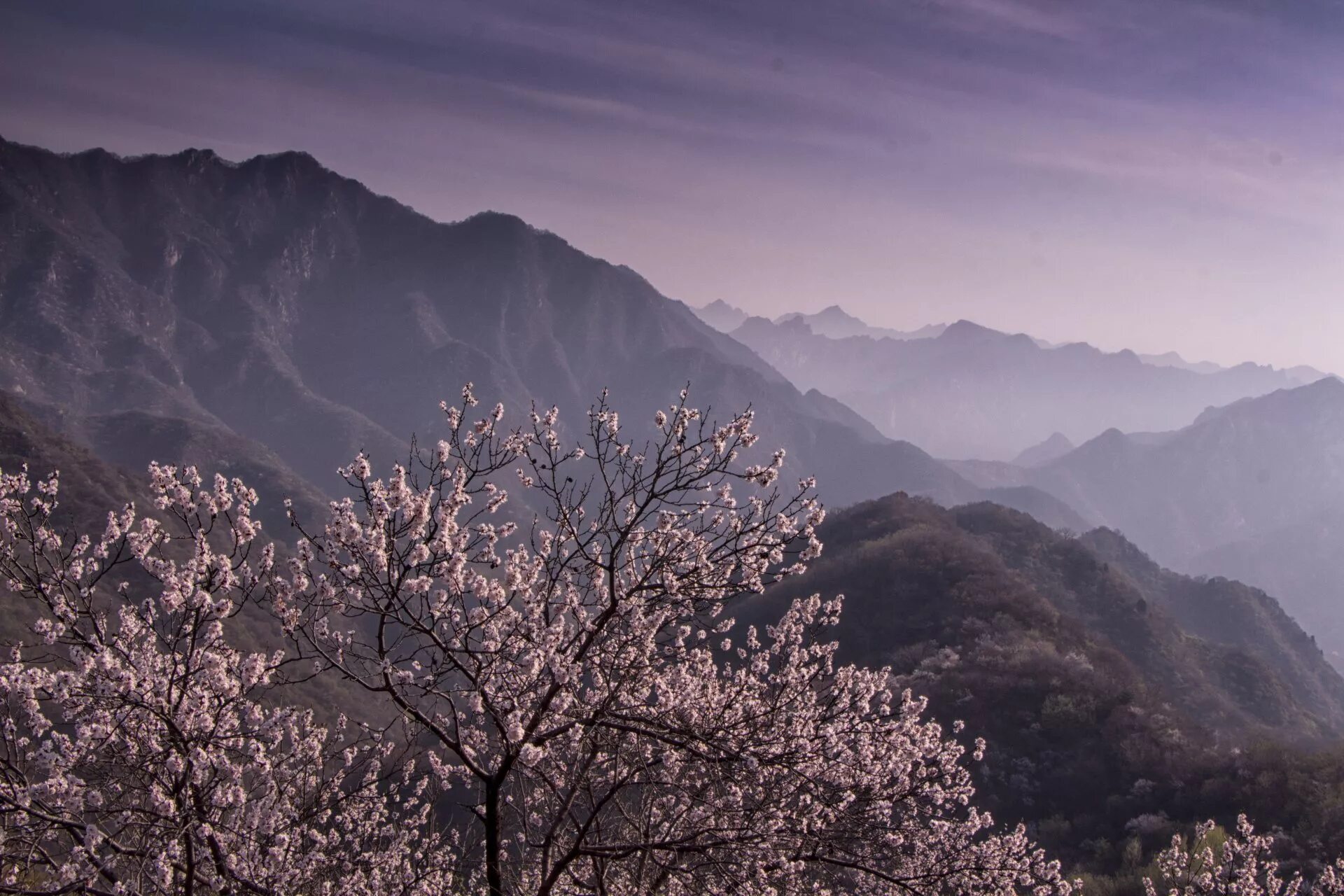 Розовые деревья в горах. Картина черри блоссом гора. Эстетические пейзажи. Пейзаж Эстетика. Сакура и горы.