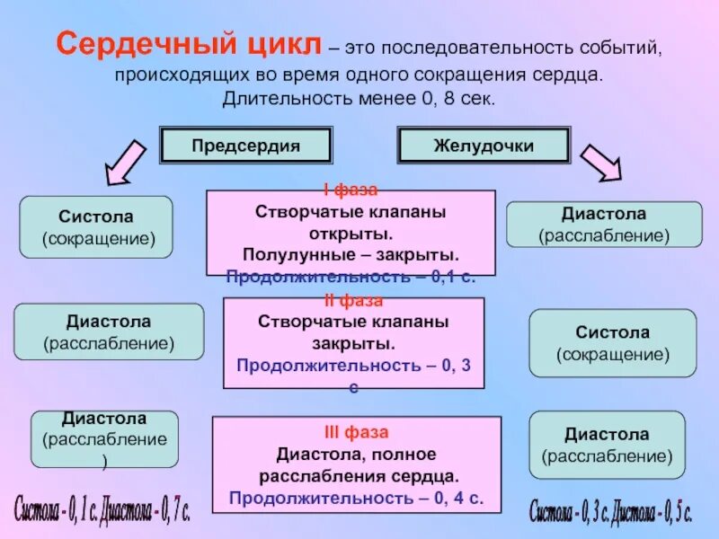 Сердечный цикл. Последовательность сердечного цикла. Фазы сердечного цикла. Схема сердечного цикла.