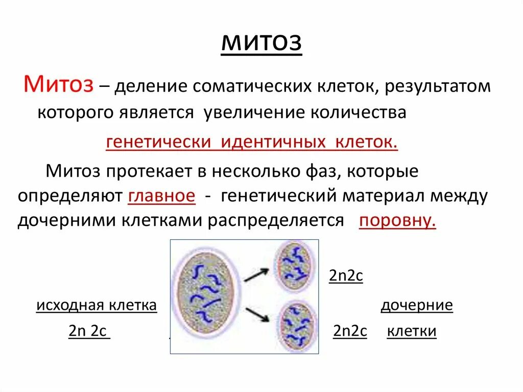 Митоз процесс биология 9 класс. Строение клетки фазы митоза. Фазы митоза кратко. Процесс деления клетки митозом.