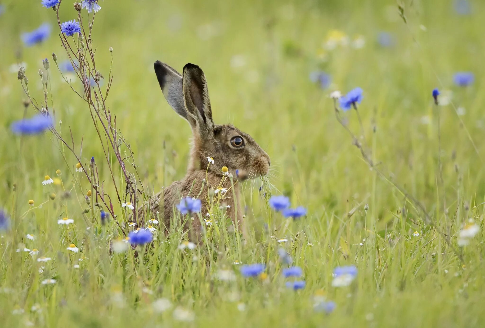 Заяц на лугу. Заяц в поле. Животные на лугу. Животные Луга. Grass animals