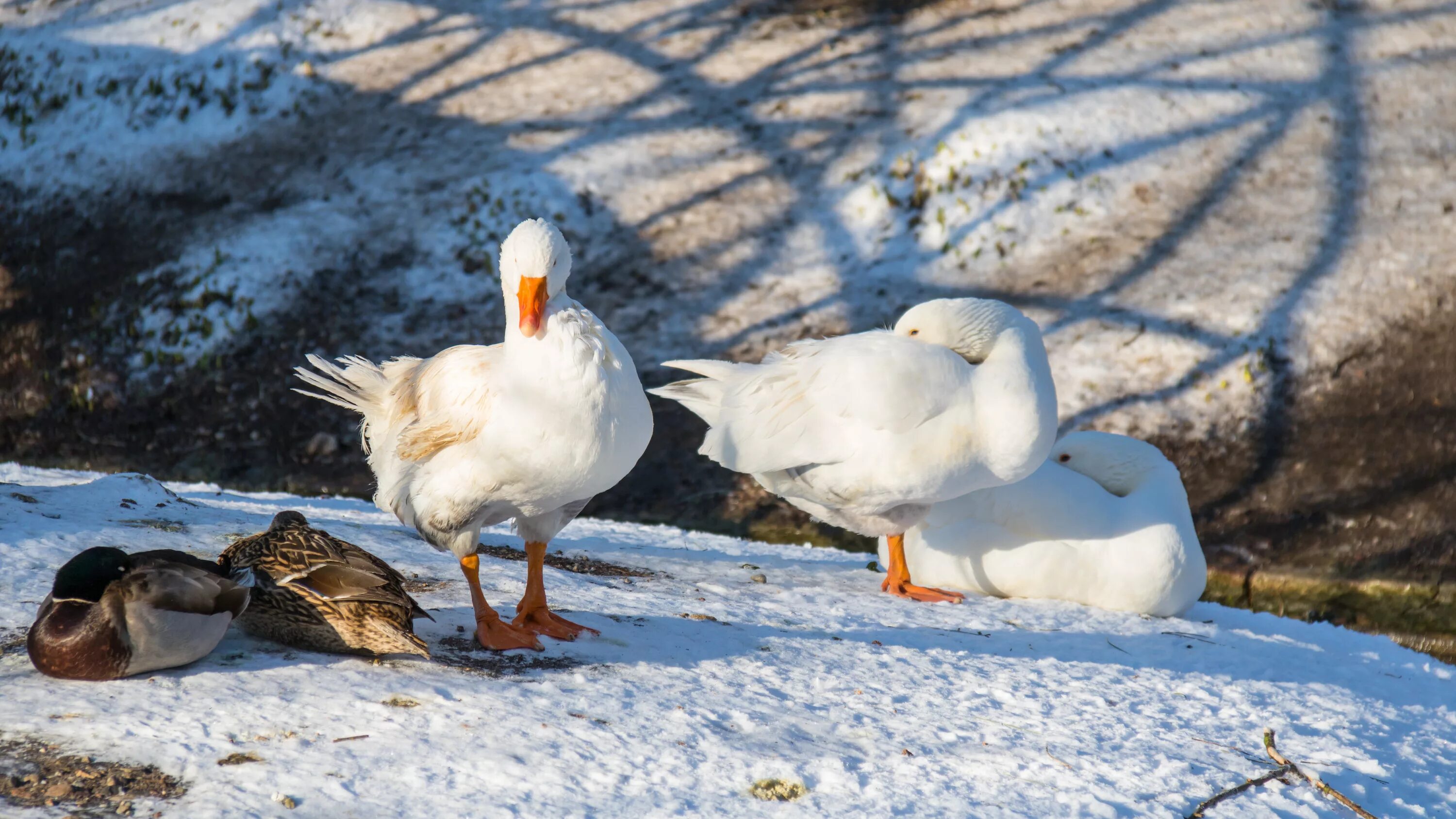 Get ducks. Гуси на снегу. Гуси зимой. Дикие гуси на снегу. Домашние утки зимой.