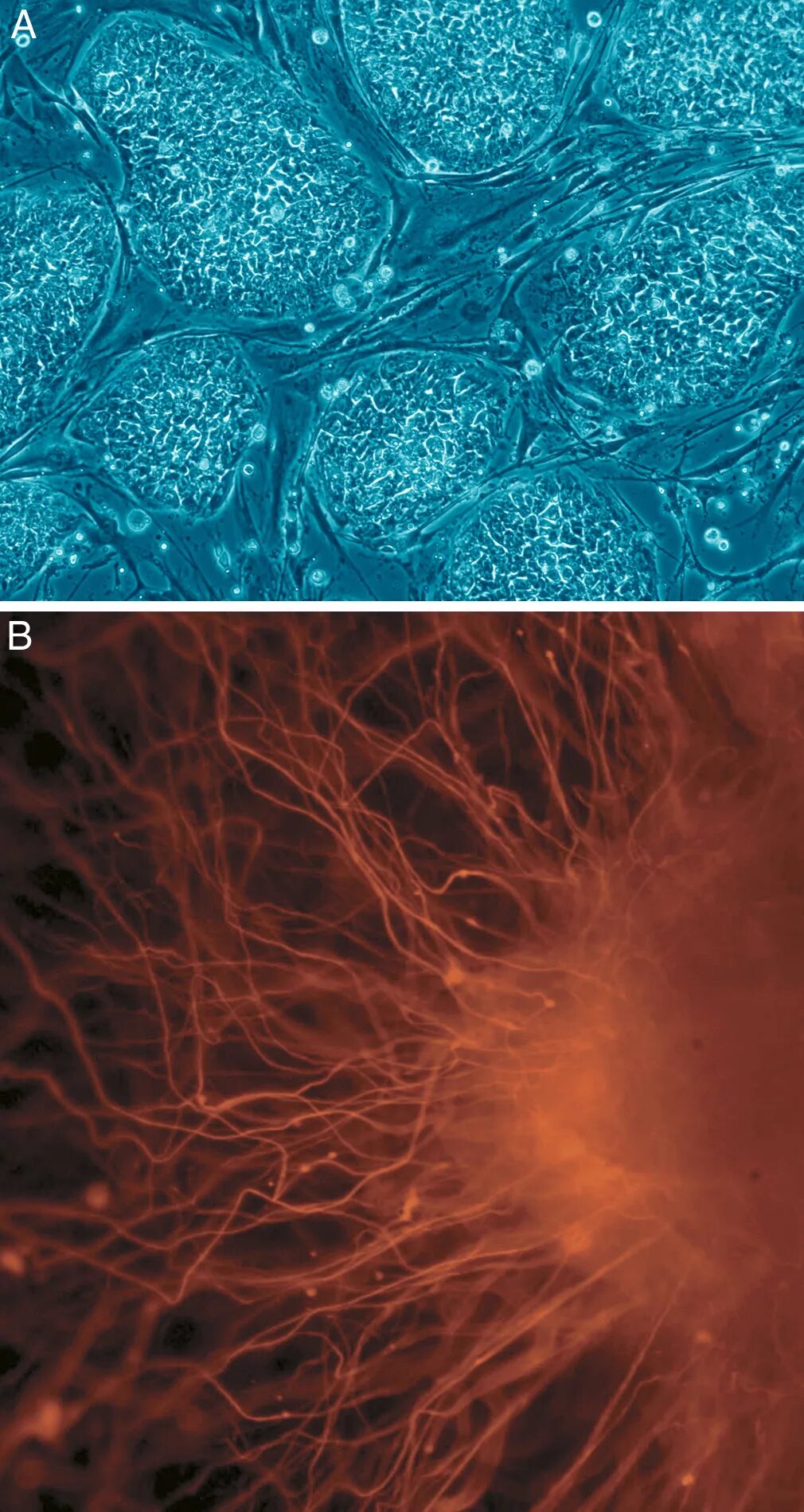 Эмбриональные клетки. Эмбриональные стволовые клетки под микроскопом. Стволовые клетки микрофотография. Эмбриональная стволовая клетка.