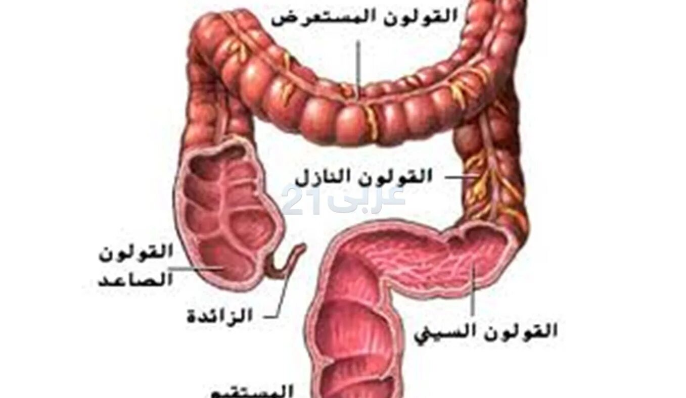 Толстый кишечник 8 класс. Пищеварение Толстого кишечника. Роль Толстого кишечника в пищеварении. Пищеварение в толстом кишечнике физиология.