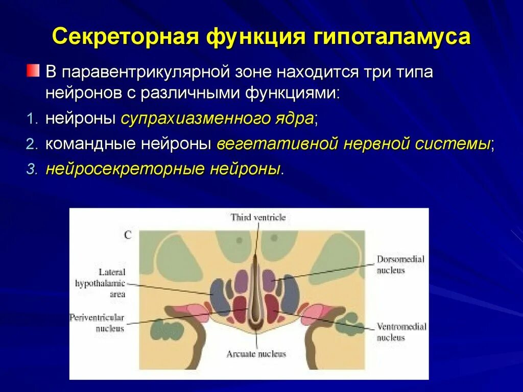 Ядра гипоталамуса анатомия. Гипоталамус функции. Гипоталамус строение и функции. Секреторная функция гипоталамуса.