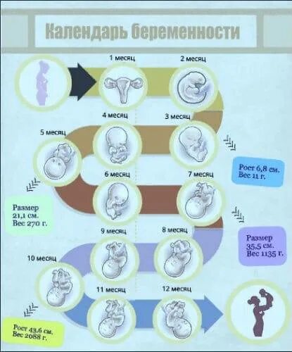 Первый триместр длится. Триместры беременности по неделям. Триместры беременности по месяцам. Первый триместр беременности в неделях. Деление беременности по триместрам.