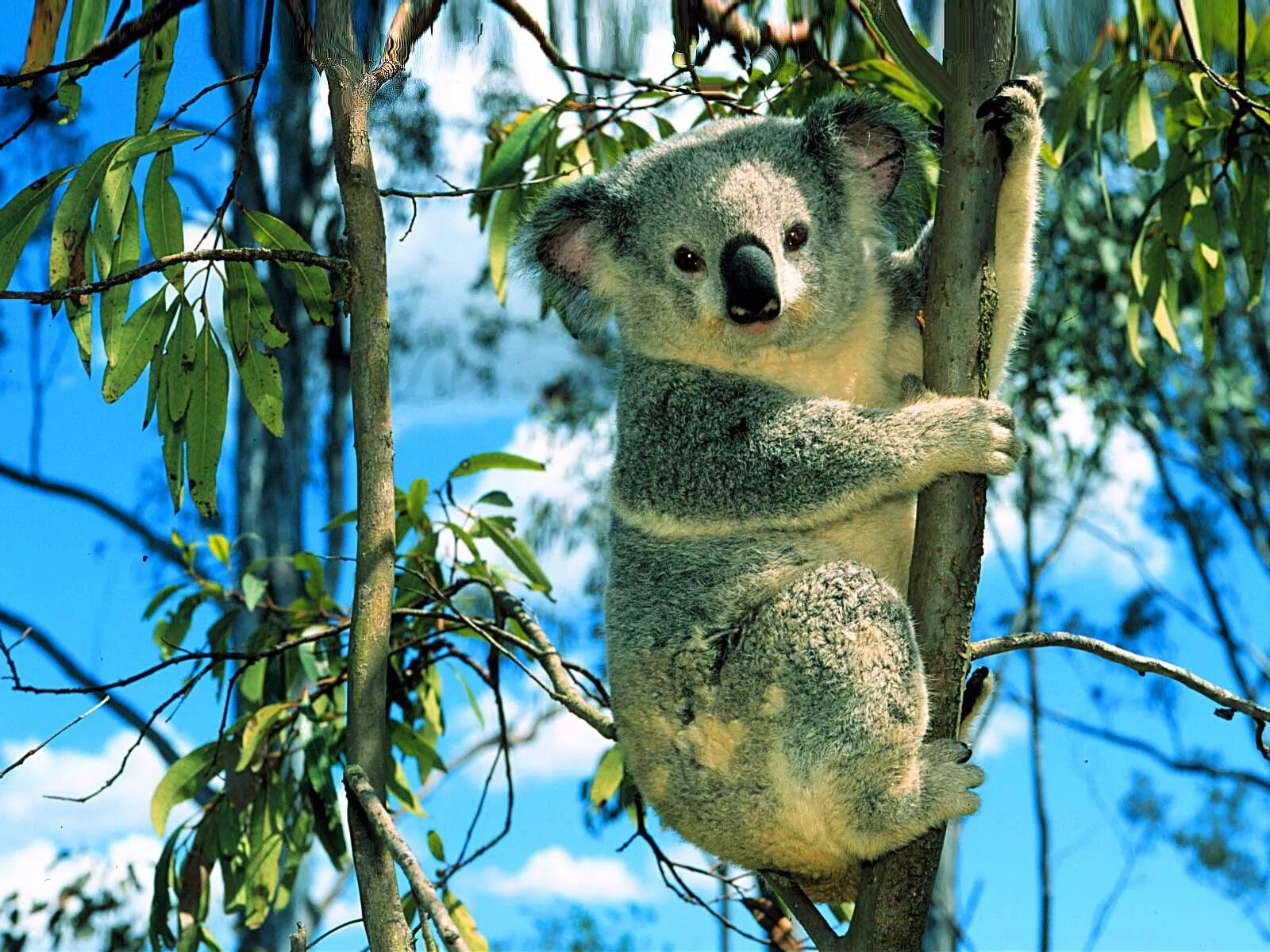 Коала сумчатое. Коала на бамбуке. Австралия сумчатые коала. Коала на эвкалипте.