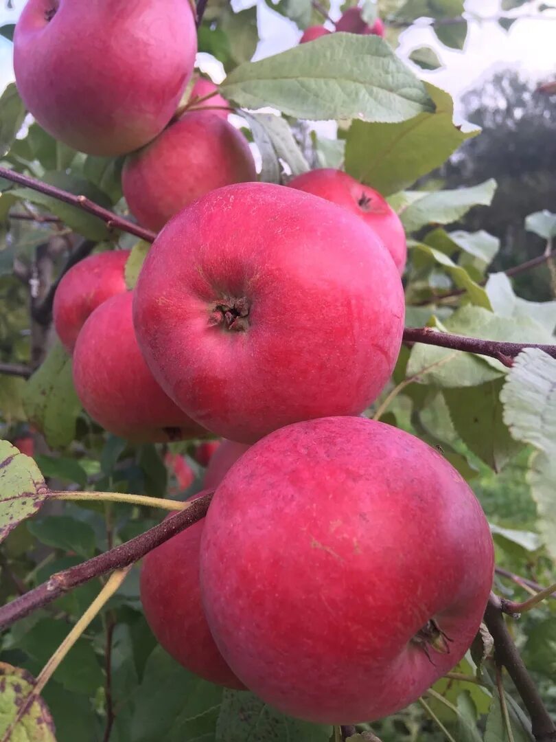 Яблоня анис свердловский. Яблоня сорт анис свердловский. Яблоня сорт анис свердловский. Сорт яблок анисовка. Сорта яблок анис свердловский.