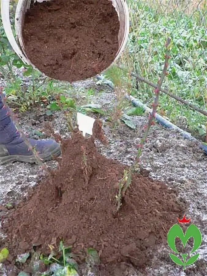 Укрытие роз торфом. Окучивание роз на зиму землей. Укрытие роз землей на зиму. Земля для роз. Можно ли розам навоз