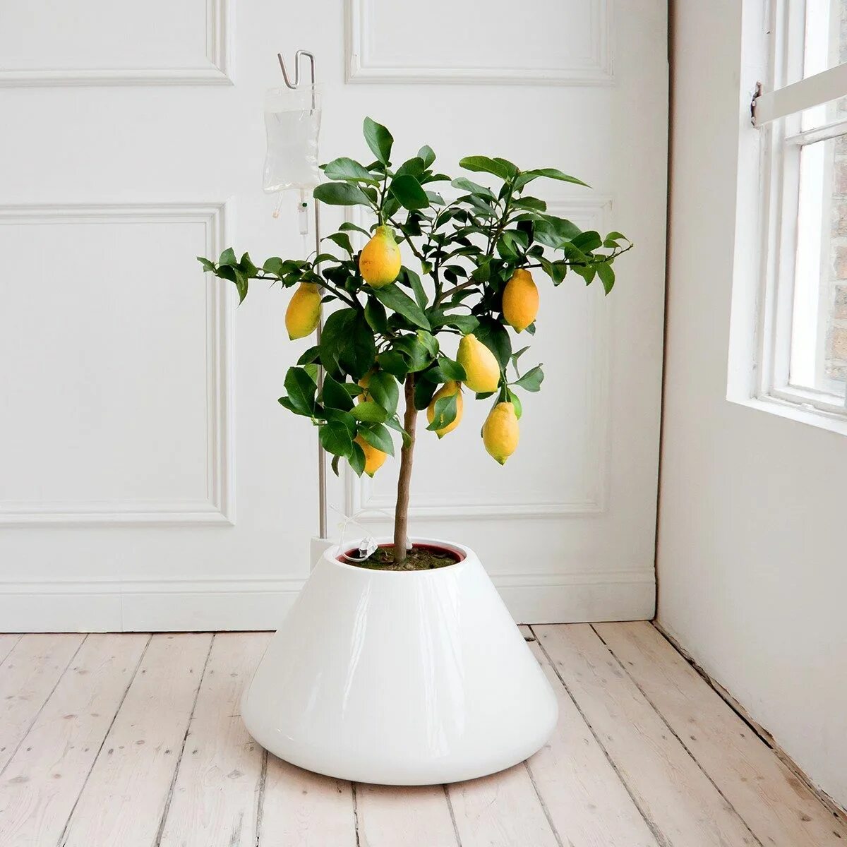Маленькое лимонное дерево. Мандариновое дерево икеа. Цитрусовое дерево лимон. Лимонное дерево комнатное растение. Мини дерево лимон.