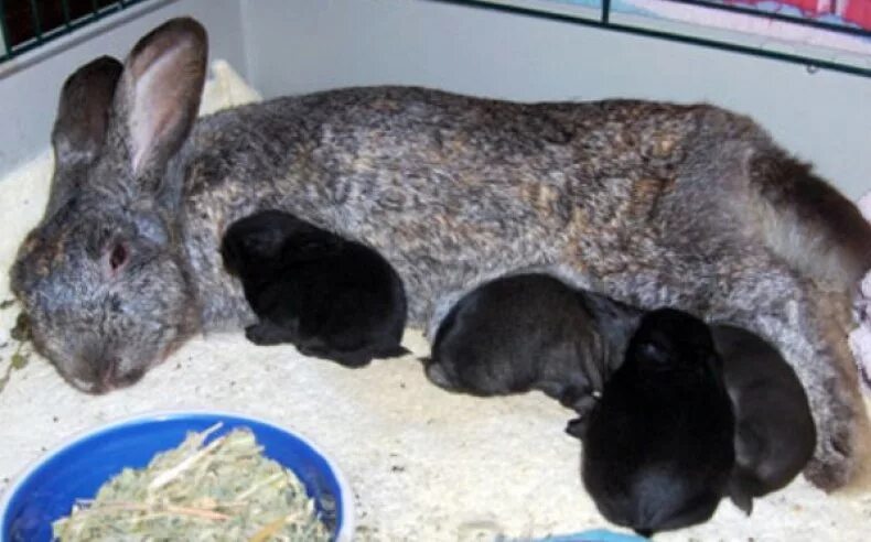 Сколько беременность у кроликов. Кролики вскармливает.
