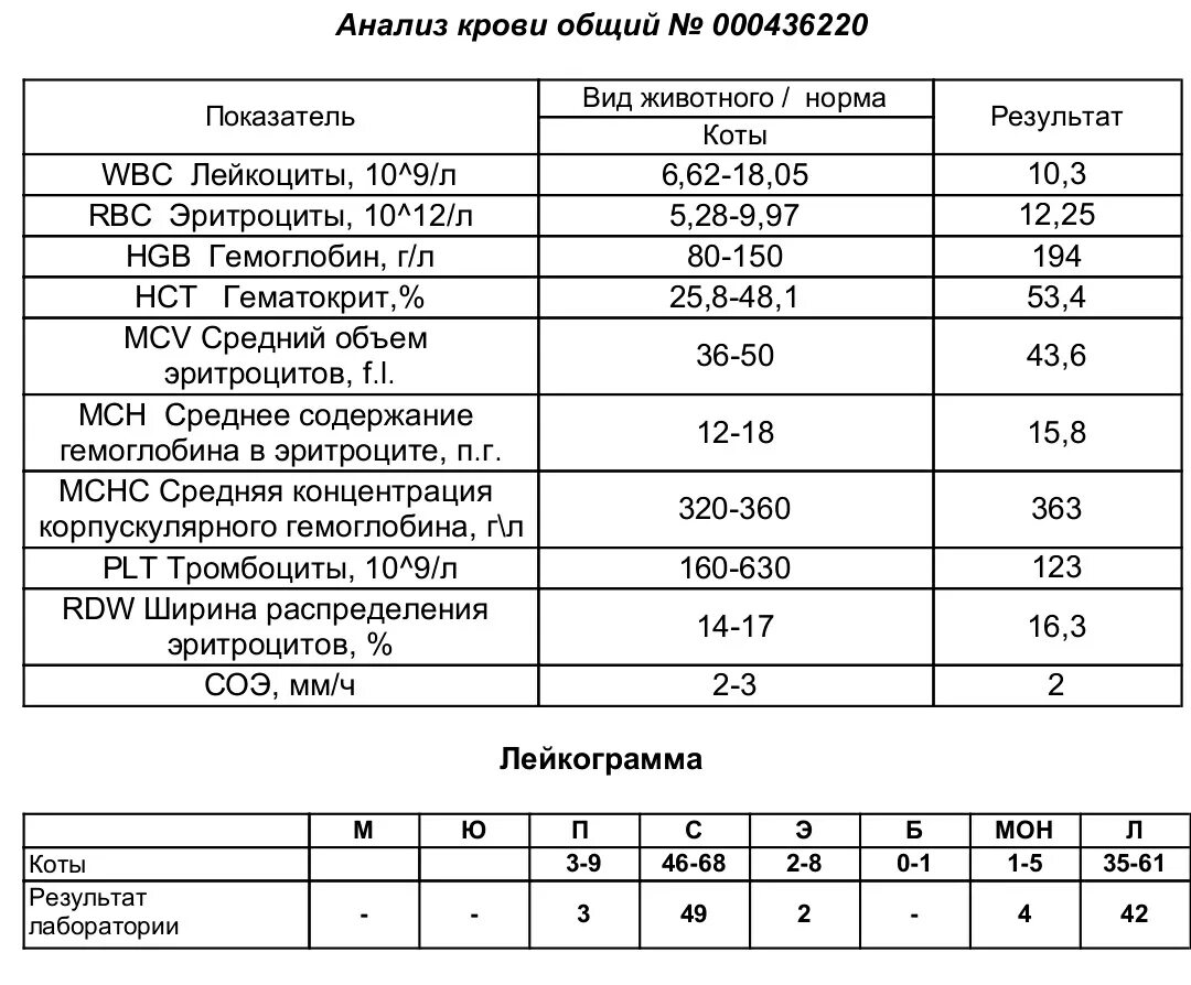 Общий анализ крови RBC что это. RBC В анализе крови что это. Гематокрит у животных норма. RBC В анализе крови норма.