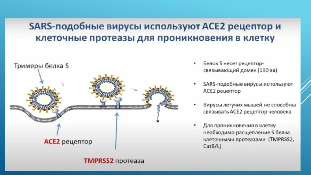 Гипотезы происхождения вирусов. 3 Гипотезы происхождения вирусов. Вирусы Эволюция происхождение. Возникновения вирусов схема.