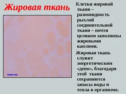 Виды и функции жировой ткани