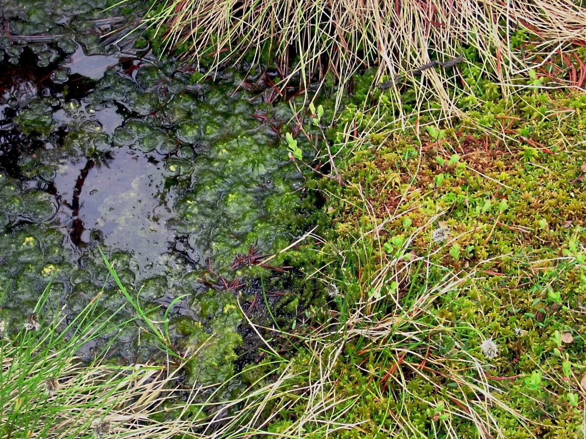 Сфагнум болотный. Болотный мох сфагнум. Сфагновые мхи болото. Сфагновый мох на болоте.