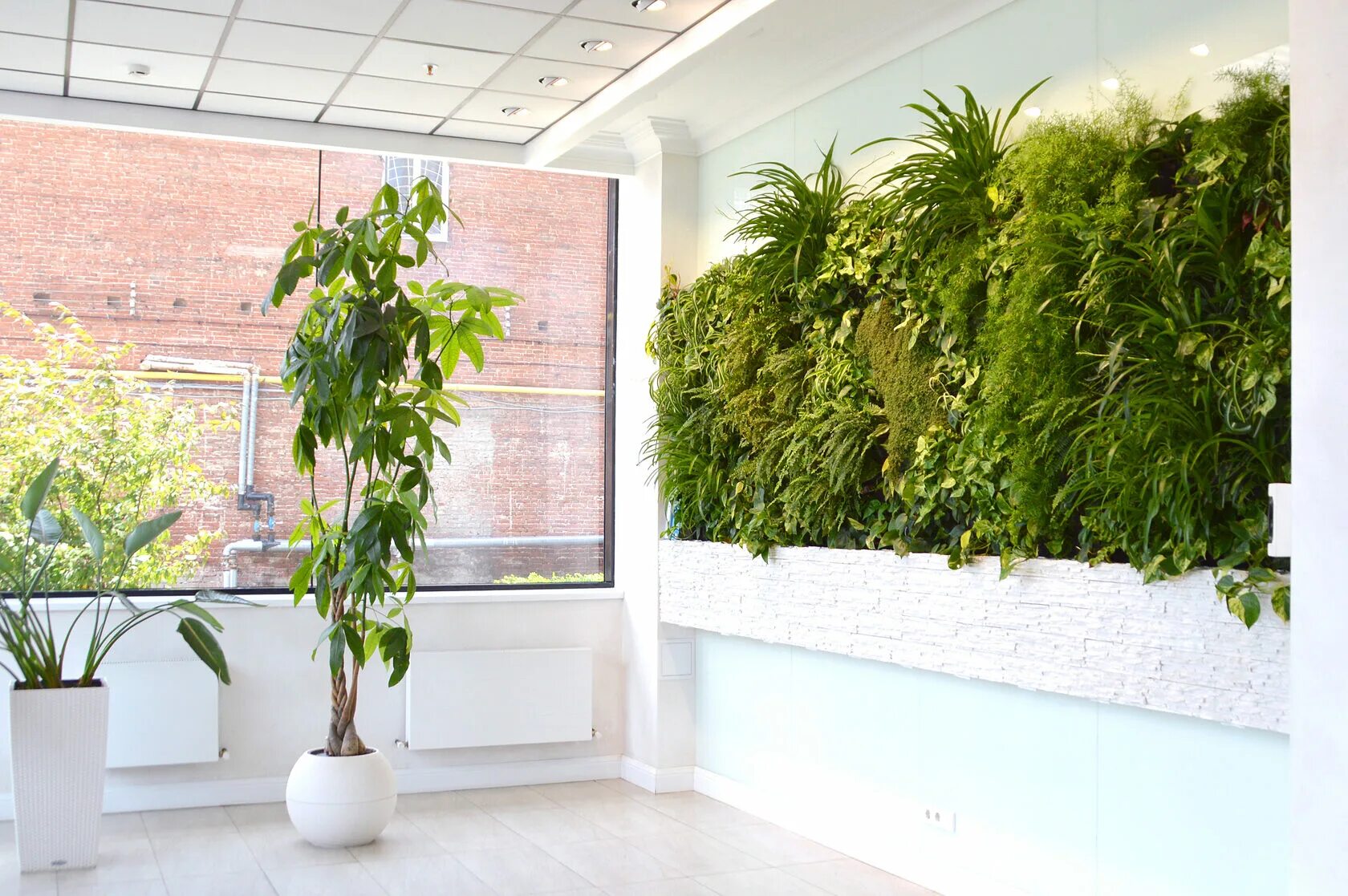 Интерьерное озеленение. Озеленение класса. Озеленение интерьера школы. Комнатные цветы в школе. Фитодизайн помещений.