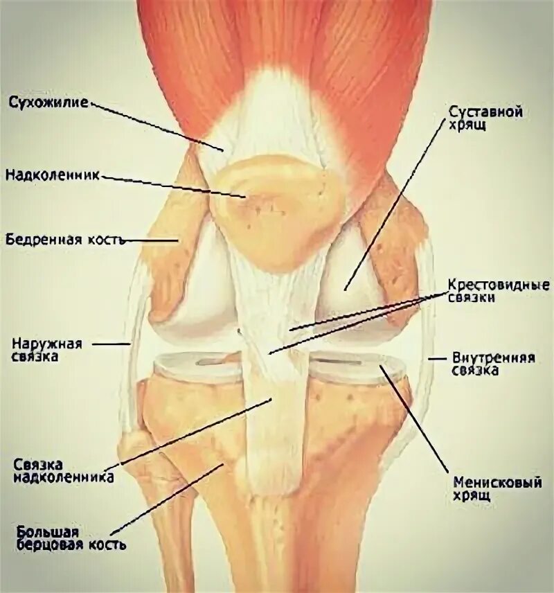 Боль под коленом спереди. Капсула коленного сустава анатомия. Боль ниже коленной чашечки. Точечная боль в коленной чашечке.