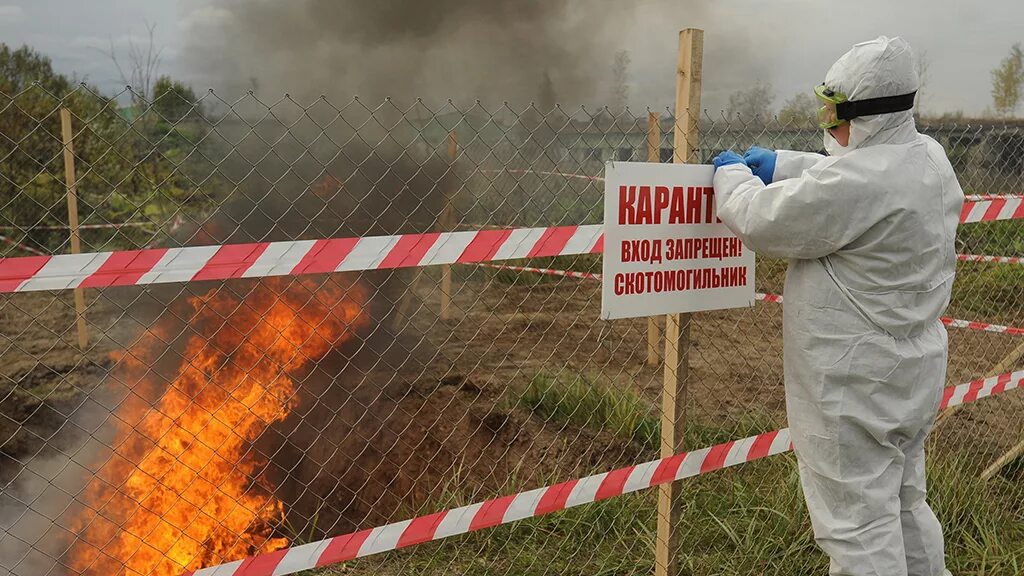 В скотомогильниках бактерии очень опасного заболевания. Сибирская язва свиней скотомогильник. Химическое заражение. Сибирская язва карантин.