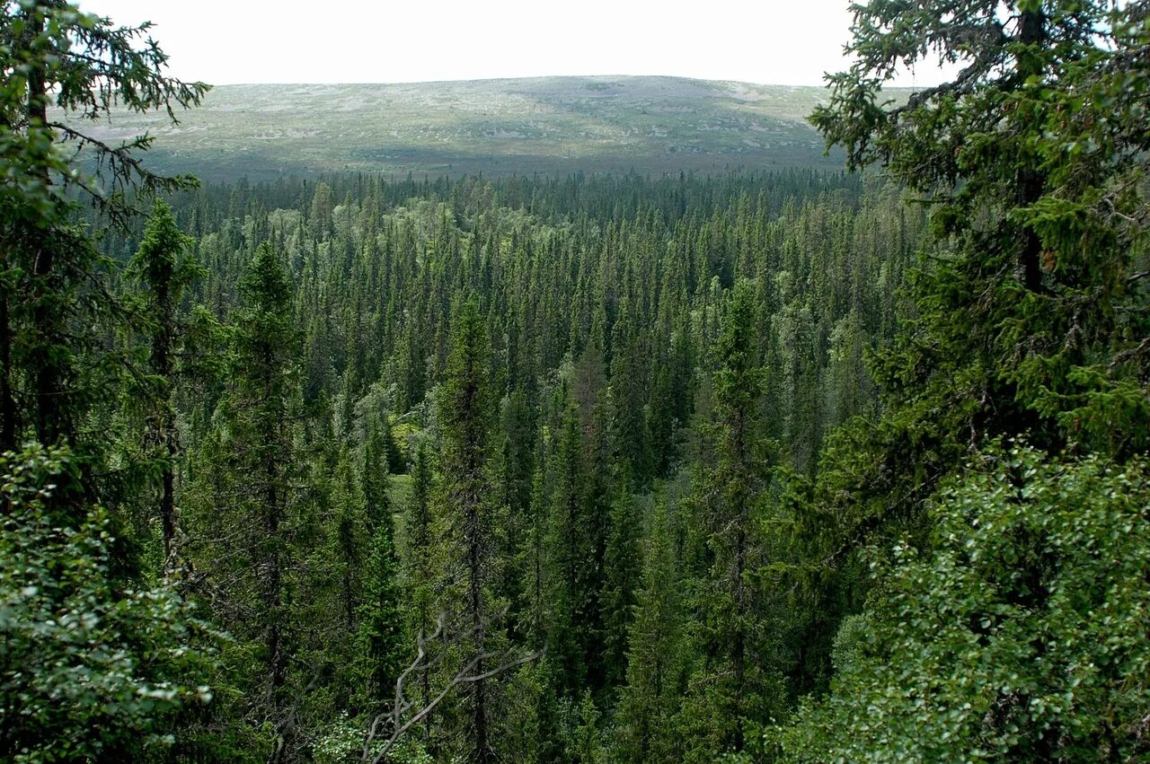 Хвойный район. Темнохвойная Пихтовая Тайга Сибирь. Южный район хвойных лесов Швеции. Восточно Сибирская Тайга растительность. Тайга (хвойные леса) Сыктывкар.