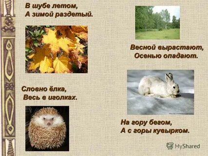 Загадка летом шубу