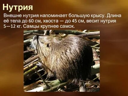Нутрия 5 букв