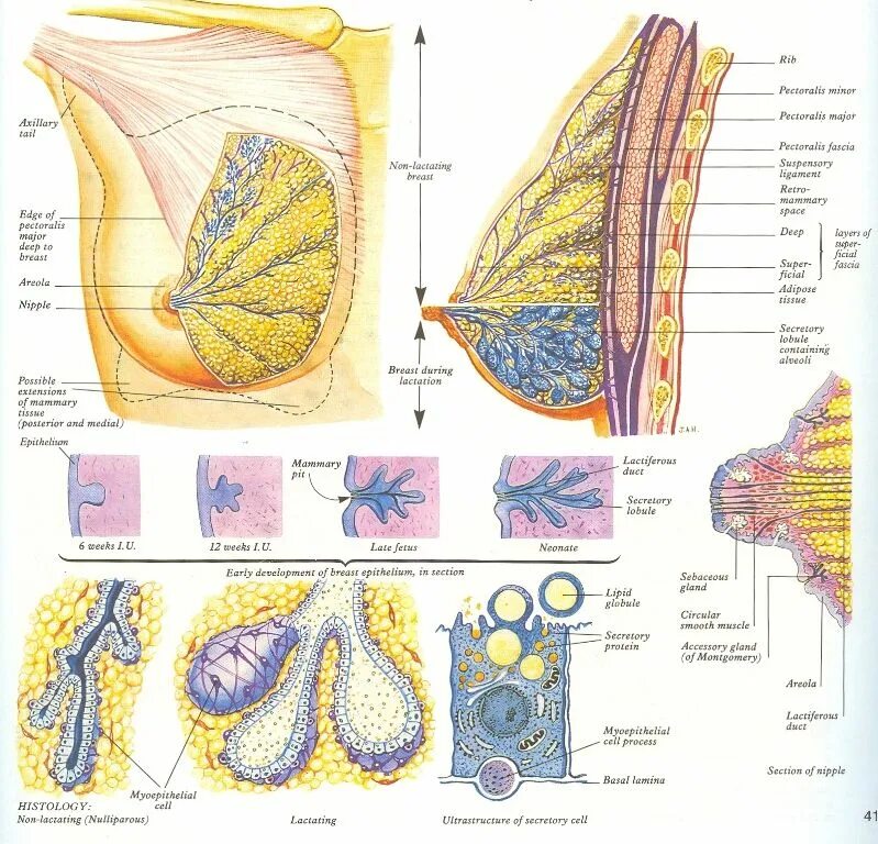 Что находится внутри груди у женщин Lab 12 Station 2: Models of the Reproductive System Female (breast) Diagram Qu