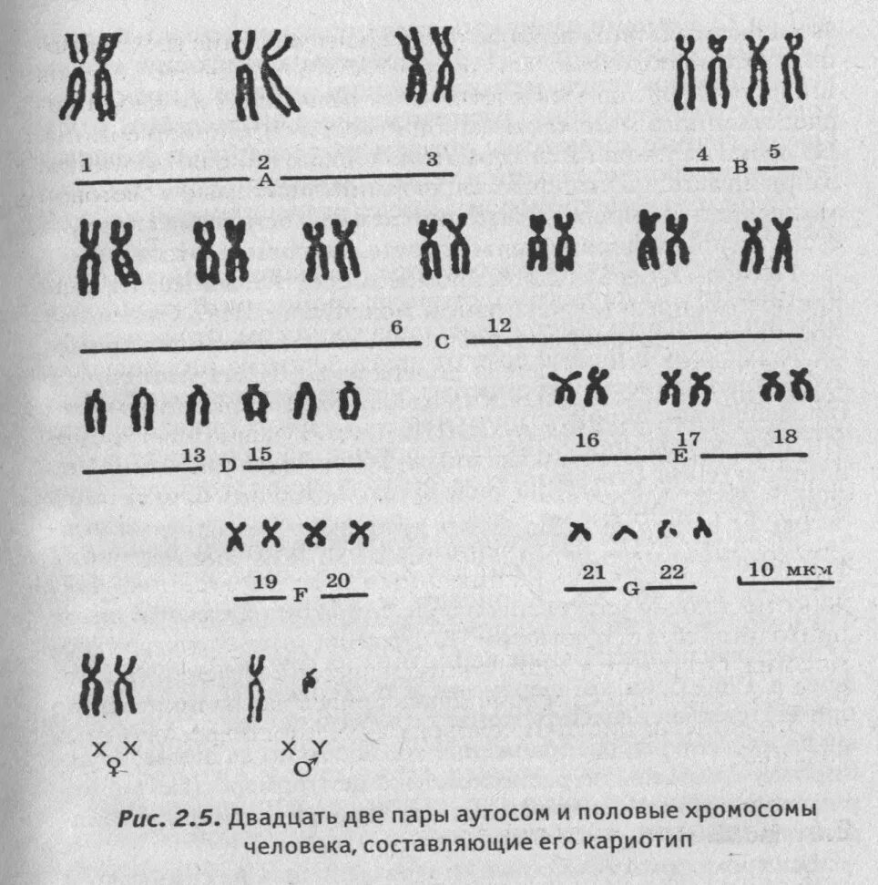 Хромосомы постоянство числа и формы