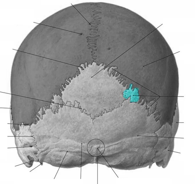 Шов теменных костей. Затылочная кость черепа анатомия. Швы черепа затылочная кость. Кости черепа затылочный бугор. Бугры затылочной кости анатомия.