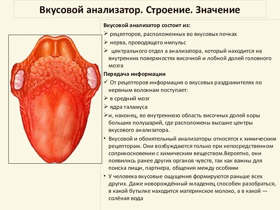 Вкусовой анализатор 8 класс биология. Периферический отдел вкусового анализатора. Орган вкуса вкусовой анализатор. Вкусовой анализатор строение строение. Вкусовой анализатор строение и функции.