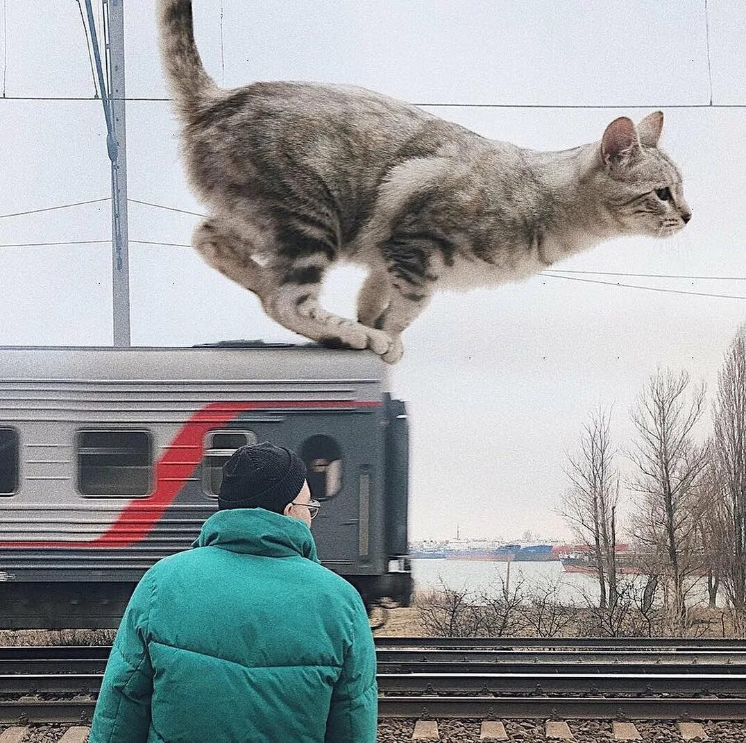 Кот железная дорога. Гигантский кот. Коты на железной дороге. Кот в поезде. Кот великан.