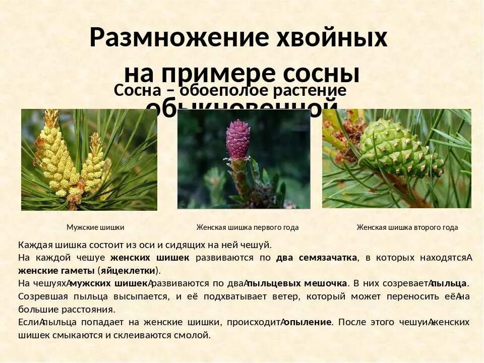 Мужская шишка строение. Схема опыления хвойные. Размножение голосеменных растений шишки. Сосна обыкновенная опыляется. Размножение голосеменных хвойных.