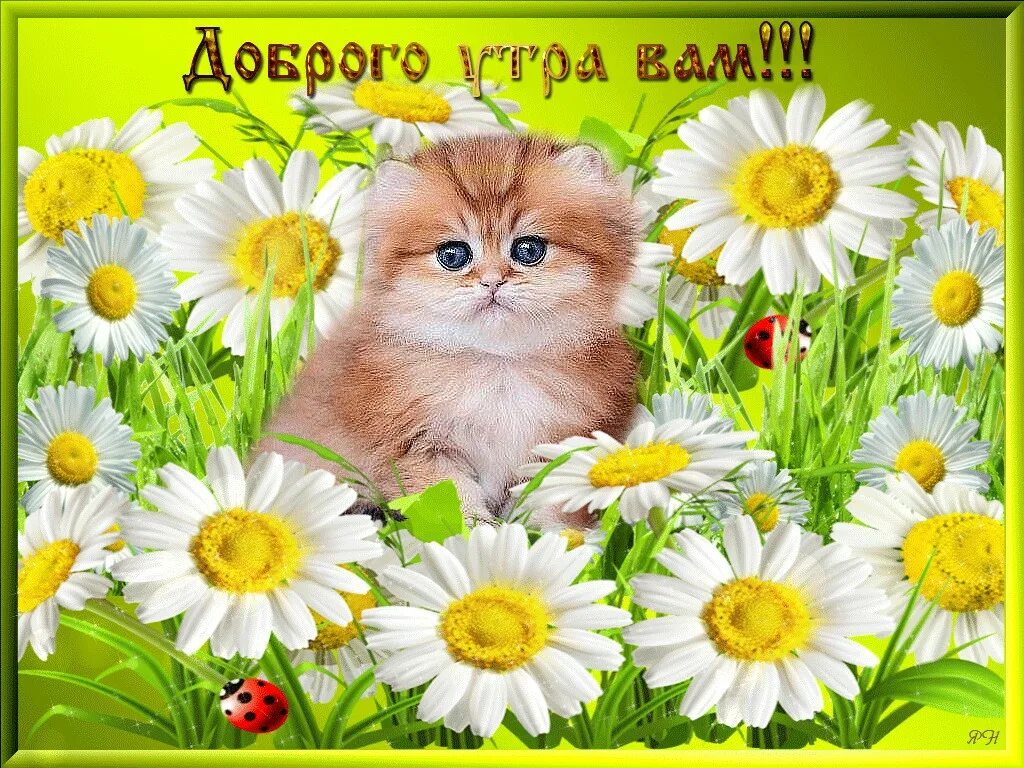 Доброго утра и отличного дня картинки прикольные. С добрым утром. открытки доброе утро. доброго вам утра. пожелания доброго утра.