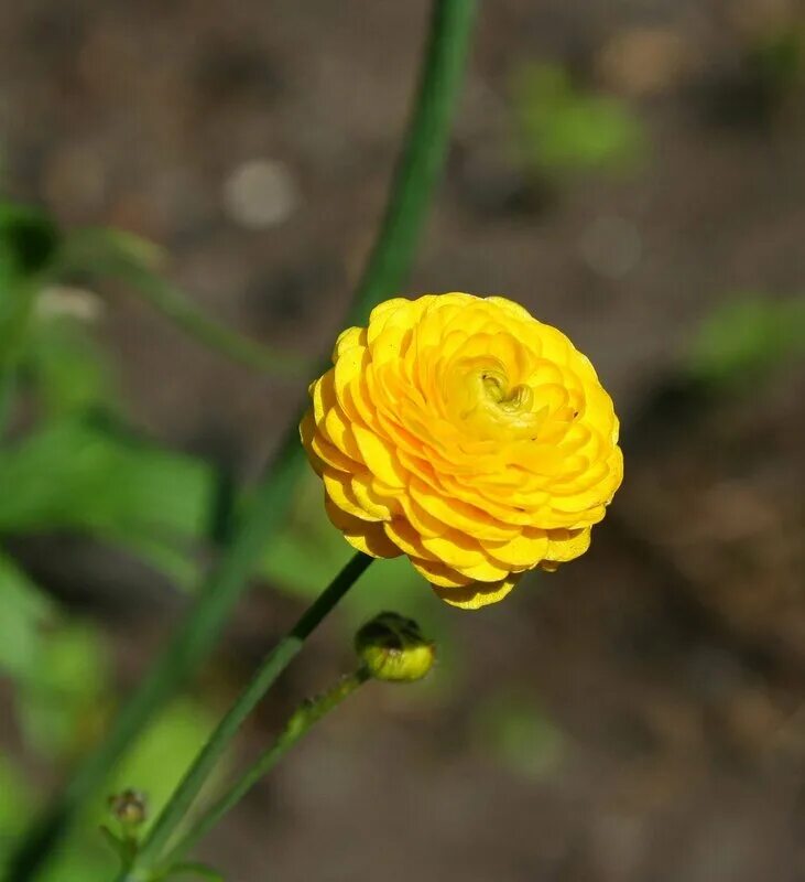 Азиатский лютик ранункулюс. Ранункулюс йеллоу. Лютик махровый ранункулюс. Какого цвета лютики. Лютик ранункулюс.