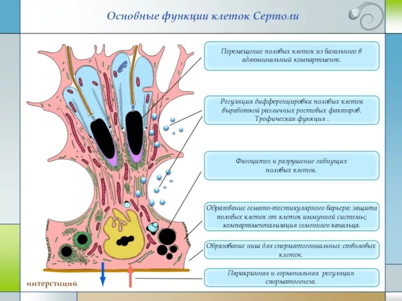 Трофическая функция клеток Сертоли. Клетки Сертоли функции. Клетки Сертоли секретируют. Клетки Сертоли вырабатывают.