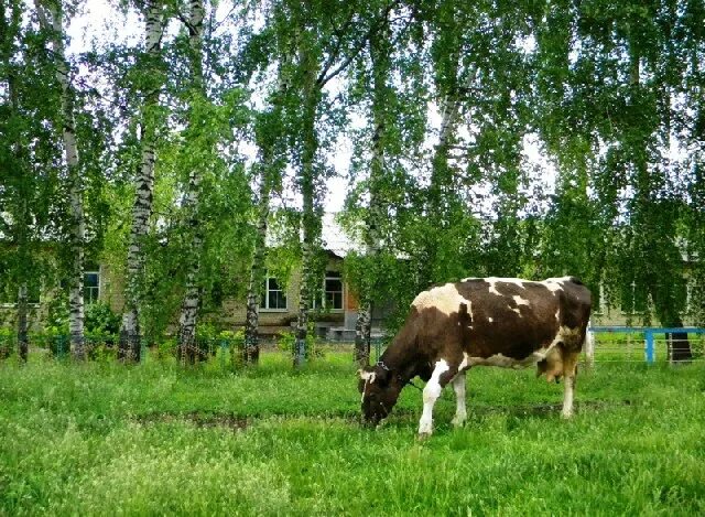 Питомник село никитское. Село никитское белгородская область. Указатели улиц в деревнях. Деревня никитское белгородская область. Деревня никитское белгородская область.
