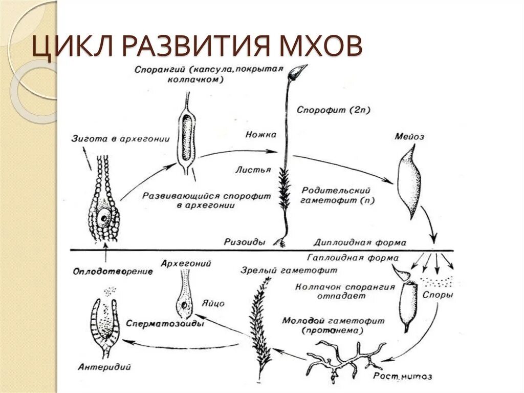 Жизненный цикл моховидных ЕГЭ биология. Цикл развития листостебельных мхов схема. Жизненный цикл мхов ЕГЭ схема. Цикл развития мхов с хромосомным набором.
