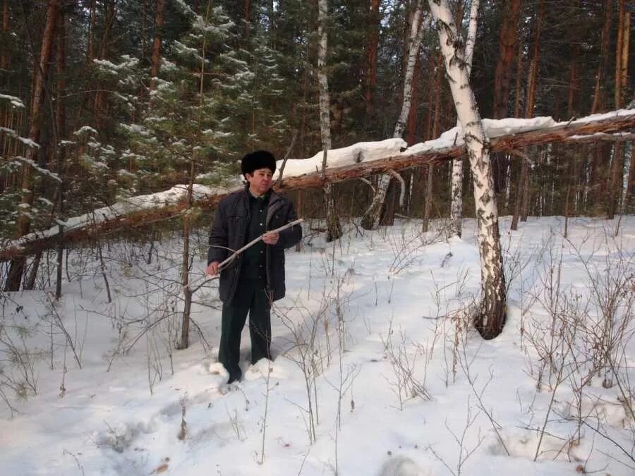 Валежник. Валежник зимний. Валежник сломанное дерево в лесу заготовка. Распил валежника. Валежник можно брать