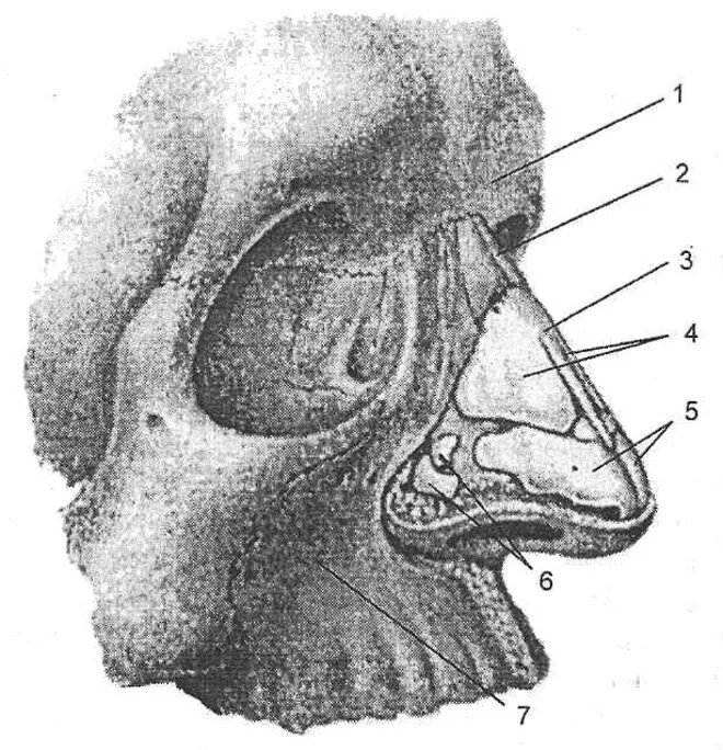 Нос снизу. Полость носа анатомия строение кости. Анатомия носа и околоносовых пазух. Анатомия полости носа и околоносовых пазух. Анатомия носа наружного пазух.